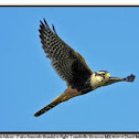 Aplomado Falcon