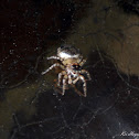 Jumping Spider
