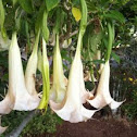 Angels Trumpet