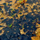 Tadpoles