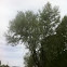 Russian Olive