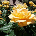 Yellow rose