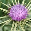 Milk thistle