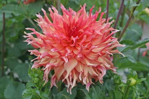 【免費教育App】Dahlias 101-APP點子