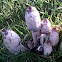 Shaggy Mane