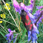 Six-spot Burnet moth