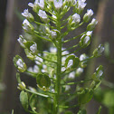 Field Pennycress