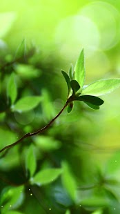 How to get Spring Buds Live Wallpaper patch 1.3.5 apk for bluestacks