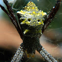 Argiope Spider
