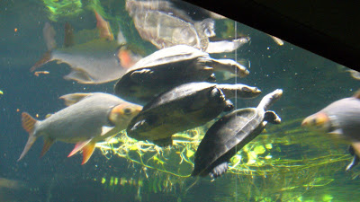 Three turtles and some fish