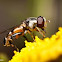 Syrphid Fly