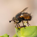 Mosca (fly)