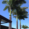Palm tree