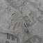 sea bird track