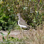 Common Sandpiper; Andarríos Chico
