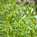 Cleavers