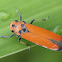 Black-tipped Sharpshooter