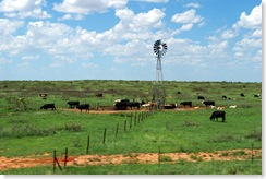 Oklahoma Cattle at Water
