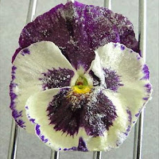 Candied Flowers