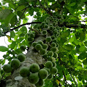 cluster fig