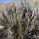 False agave