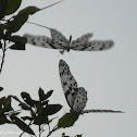 Sri Lankan Tree Nymph