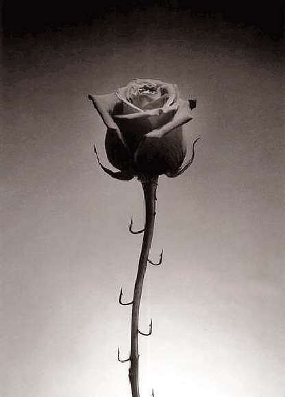 rosachema madoz