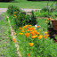 Joannaemmons's Frontyard garden