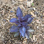 Purple Basil