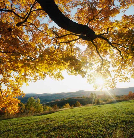 [Autumn Leaves[8].jpg]