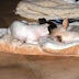 CHICA, MIA
