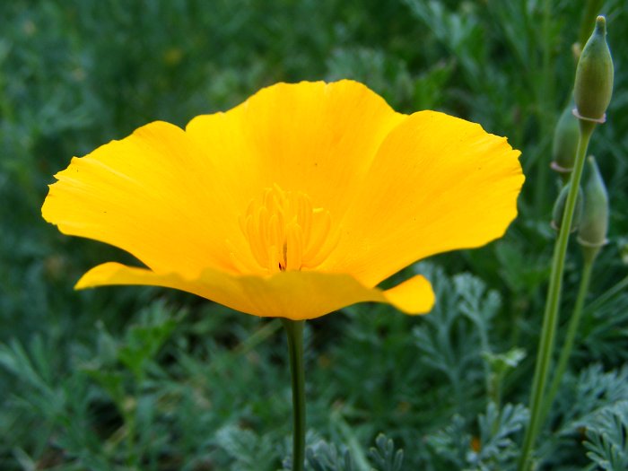 yellow poppy photo
