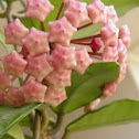 Hoya  (wax plant)