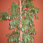 Ficus