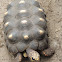 Sulcata Tortoise