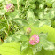 Red Clover