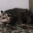 Opossum