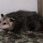 Opossum