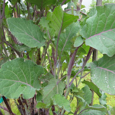 Minestra of Spring Greens and Herbs with (Optional) Truffled Polenta Croutons