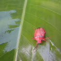 Percevejo (Bug)