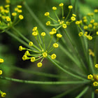 Dill