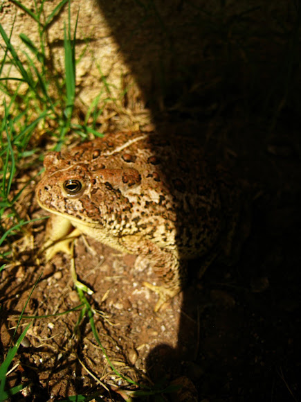 Spotting Image 1