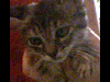 Regalo Dos Gatitos De Dos Meses