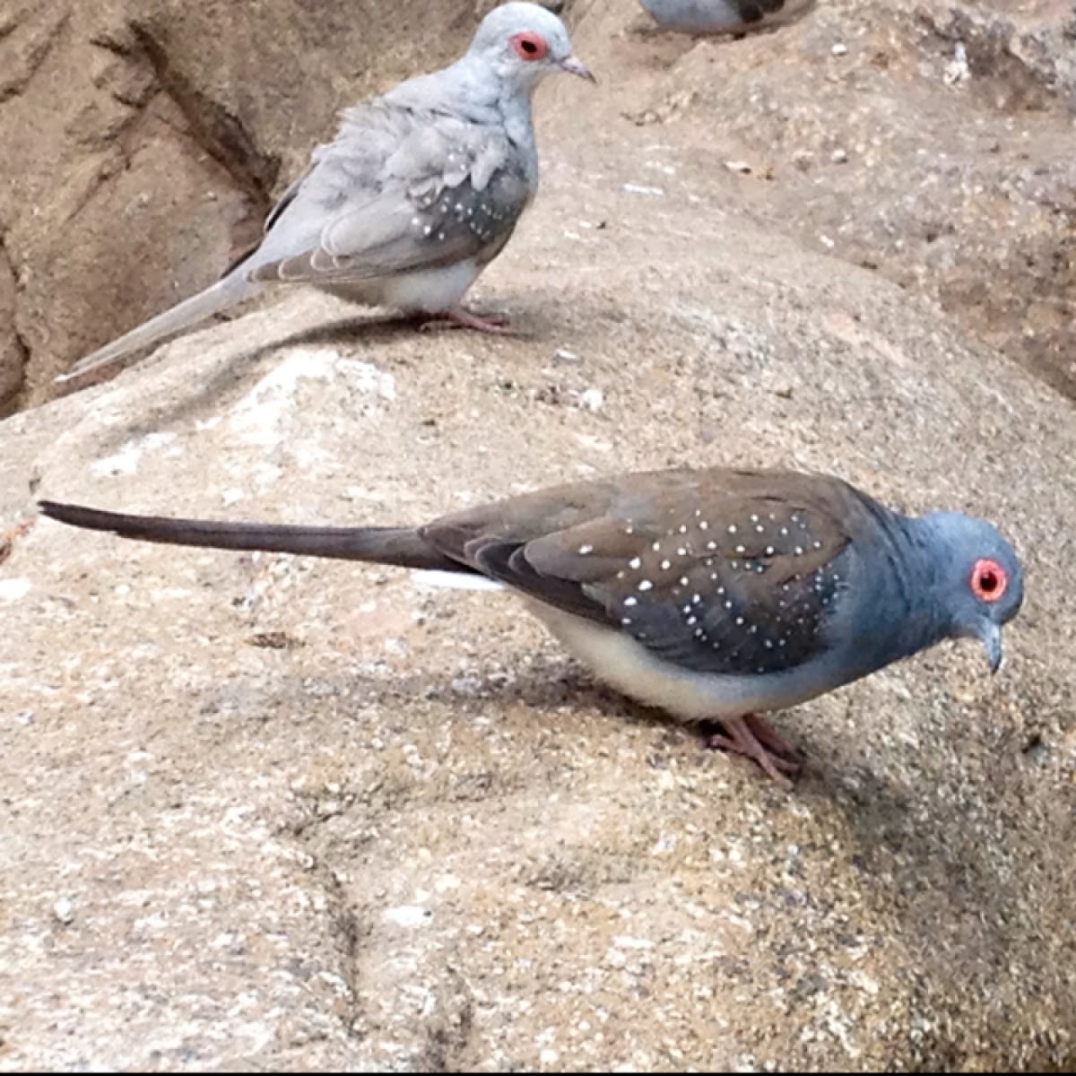Diamond Dove