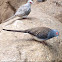 Diamond Dove