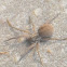 Spiders (Florida)
