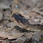Black-tailed Rattlesnake
