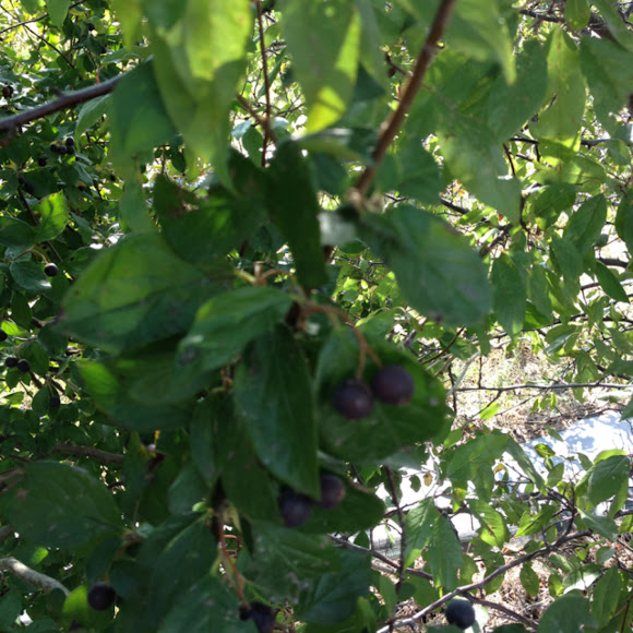 Spotting Image 1