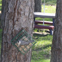 Tufted Titmouse