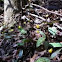 Trout lily